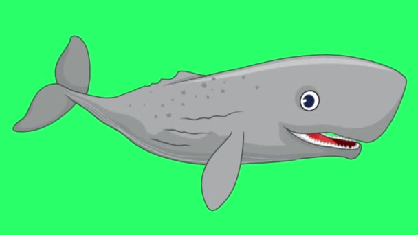 Κινούμενο Γκρι Φάλαινα Απομονωθεί Στην Πράσινη Οθόνη — Αρχείο Βίντεο