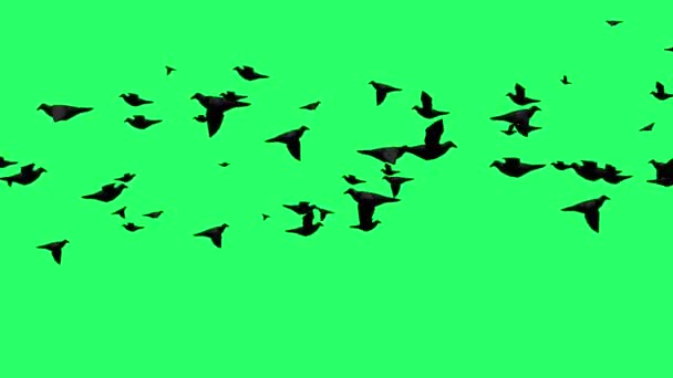 Анімація Чорна Ворона Літає Зеленим Тлом — стокове відео