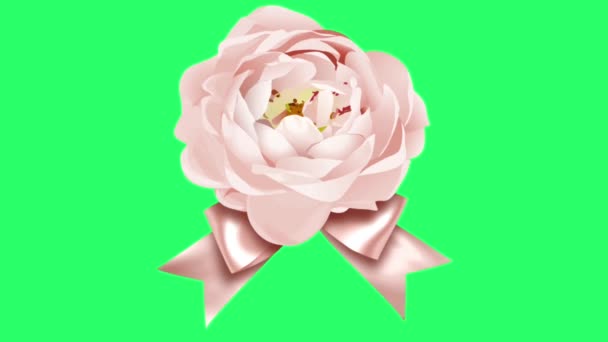 Реалістична Рожева Троянда Зеленому Фоні — стокове відео