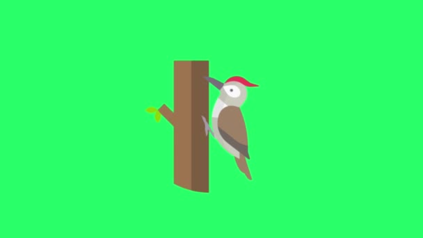 Animation Woodpecker Green Background — Stock Video