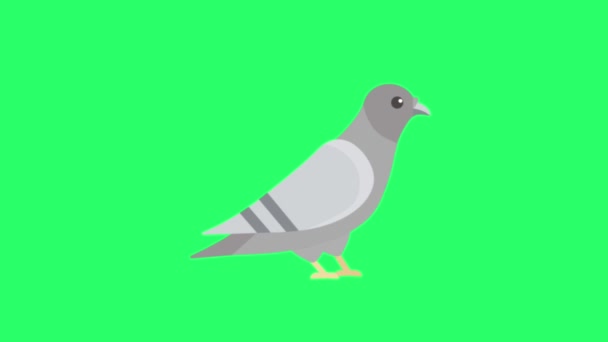 Animation Pigeon Sur Fond Vert — Video
