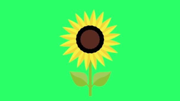 Анімація Соняшника Зеленому Фоні — стокове відео