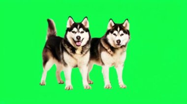 Animasyon 2 Alaska malamute köpeği yeşil ekranda.