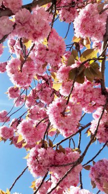 Sakura. Mavi arka planda pembe kiraz çiçekleri.