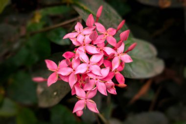 Pembe zincirli Ixora Çiçeği Dolu Çiçek