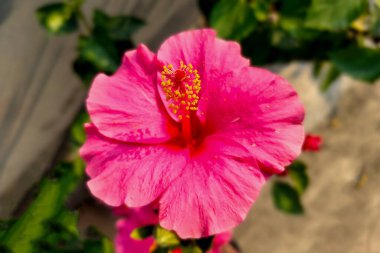 Yalıtılmış Yapraklı Pembe Hibiscus Çiçeği Bulanık Sebze Arkaplanda