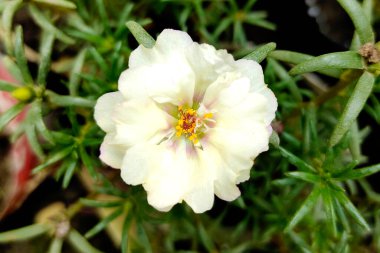 Beyaz Yosun Gülü Purslane Çiçek Fotoğrafı