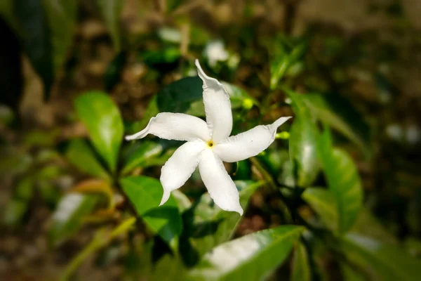 Crape Jasmine Doğu Hindistan Rosebay Çiçeği Beyaz — Stok fotoğraf