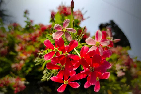 Combretum Indicum Çiçek Güzel Fotoğraf — Stok fotoğraf