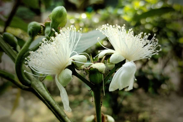 満開のグアバフルーツの花閉じる — ストック写真