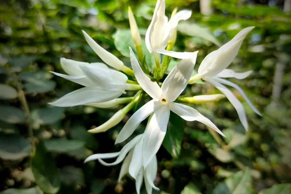 Jasminum Multipartitum Beyaz Çiçek Fotoğraf Ağacı