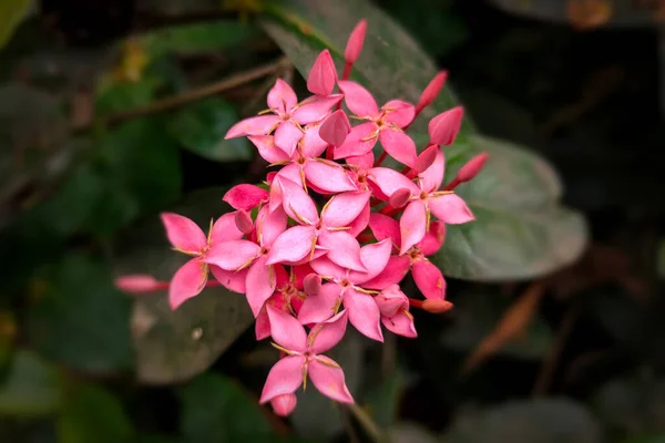 Pembe Zincirli Ixora Çiçeği Dolu Çiçek — Stok fotoğraf