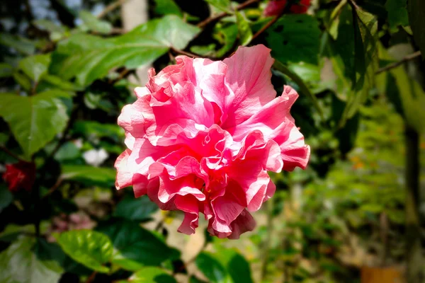 Pembe Çin Gülü Çin Hibiscus Çiçeği — Stok fotoğraf