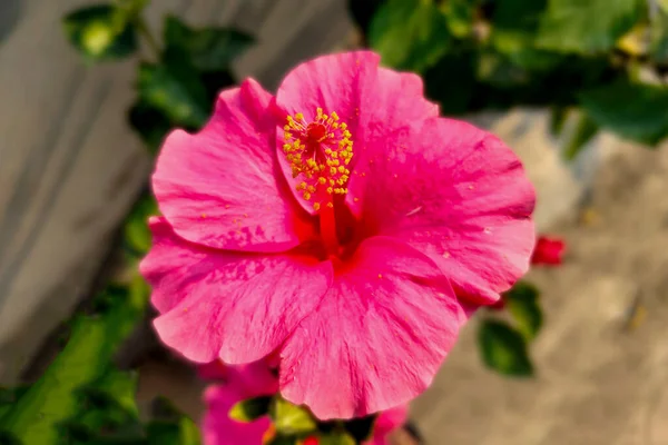 Yalıtılmış Yapraklı Pembe Hibiscus Çiçeği Bulanık Sebze Arkaplanda — Stok fotoğraf
