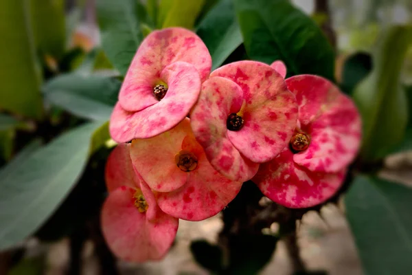 Pembe Dev Dikenli Taç Yakın Çiçek — Stok fotoğraf