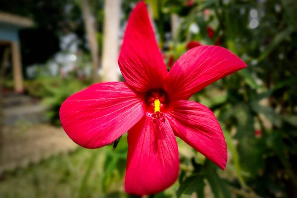 Κόκκινο Τριαντάφυλλο Της Κίνας Κινεζική Λουλούδι Hibiscus — Φωτογραφία Αρχείου