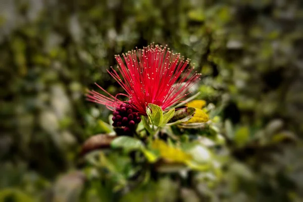 Poudre Rouge Calliandra Flower Blooms — Photo