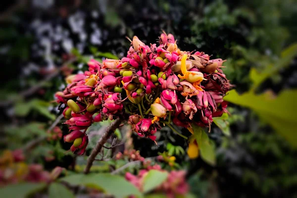 Bulanık Arkaplanda Baharat Ağacı Pembesi Sarı Çiçek — Stok fotoğraf