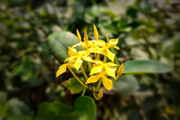 Західноіндійська Квітка Джасмін Листям — стокове фото