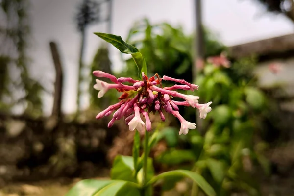 Görüntü Arkaplanda Viburnum Farreri Çiçeği — Stok fotoğraf