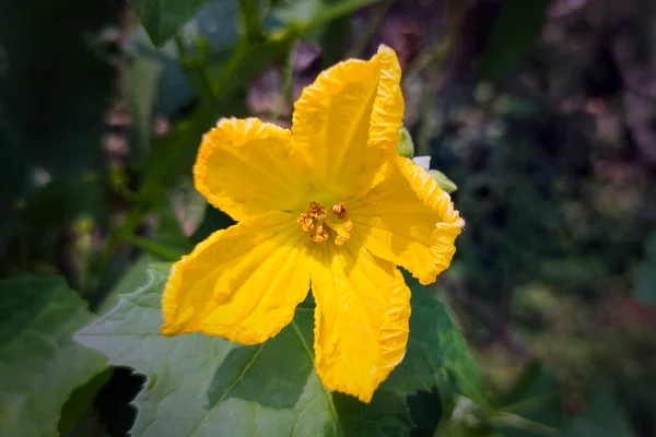 Squash Flower Plněné Zeleninou Dušené — Stock fotografie
