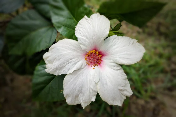 Beyaz Çin Gülü Siyah Ayakkabı Çiçeği — Stok fotoğraf
