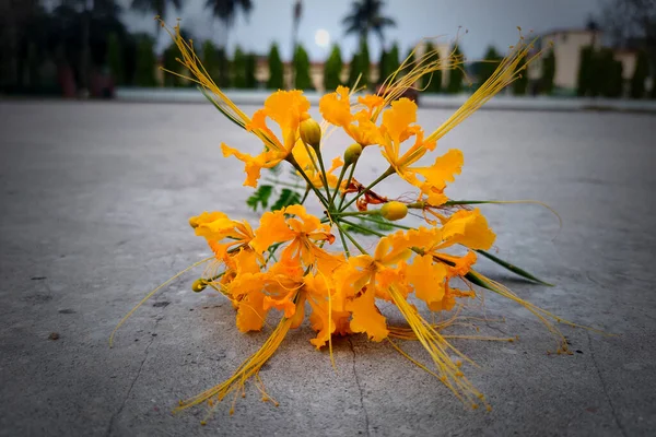 Görüntü Arkaplanda Sarı Tavuskuşu Çiçeği — Stok fotoğraf