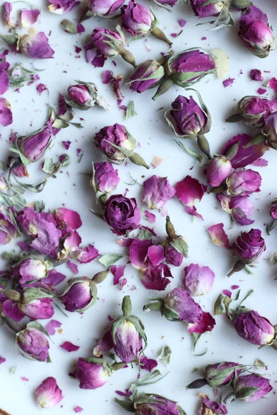 ピンクのバラの蕾を乾燥 — ストック写真
