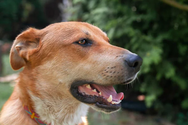Portret Van Een Jonge Bastaard Hond Tuin Tegen Achtergrond Van — Stockfoto