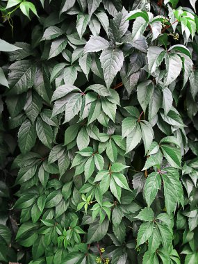 Vahşi üzüm yapraklarının doğal dokusu, yeşil duvar. Yeşil yaban üzümleri duvar arkaplanı.