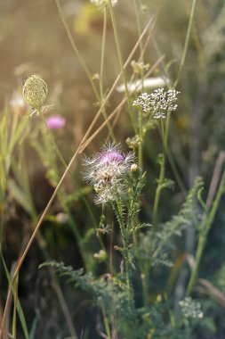 Beyaz Yarrow, ortak Yarrow. Yazın doğa, çayırda yabani çiçekler.