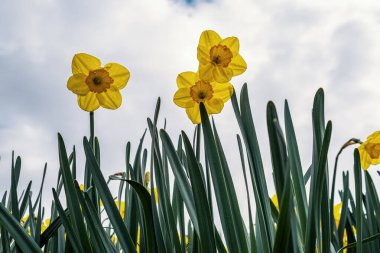 Çiçek açan sarı Narcissus çiçekleri bulutlu bir gökyüzü altında çarpıcı bir görüntü yaratır, manzarayı canlı renklerle doldurur ve ilkbahar doğasının güzelliğini gözler önüne serer..