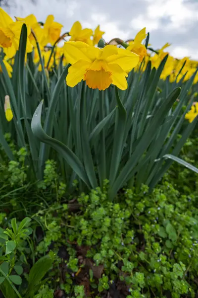 Çiçekler açan altın sarısı Narcissus tarlası canlı ve renkli bir bahar manzarası yaratıyor. Doğanın güzelliğini sergiliyor. Çiçeklerin bereketini sergiliyor..