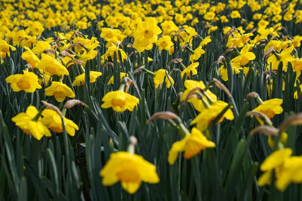 Çiçekler açan altın sarısı Narcissus tarlası canlı ve renkli bir bahar manzarası yaratıyor. Doğanın güzelliğini sergiliyor. Çiçeklerin bereketini sergiliyor..