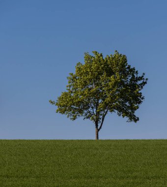 Tarladaki yalnız ağaç.