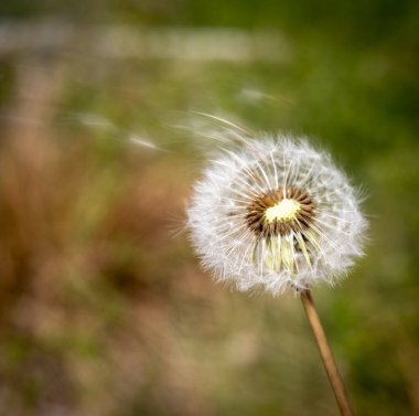 Yeşil arka planda karahindiba çiçeği