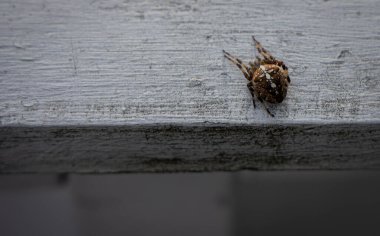 Bir cani gibi rahatla.