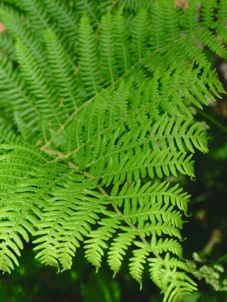 緑のシダは背景や背景のために野生の森の中に外に出ています 選択的フォーカス 垂直写真 — ストック写真