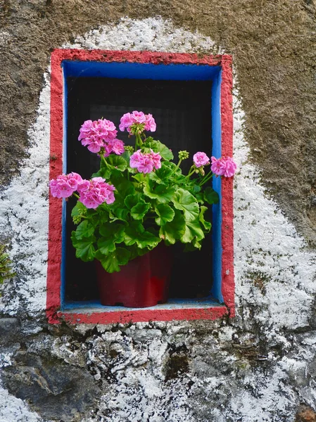 Квітка Горщику Маленькому Вікні Вертикальне Фото — стокове фото