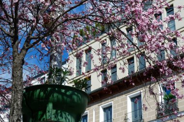 Madrid, İspanya sokaklarında bir binanın önünde çiçek açan bir ağacın olduğu bahar günü..