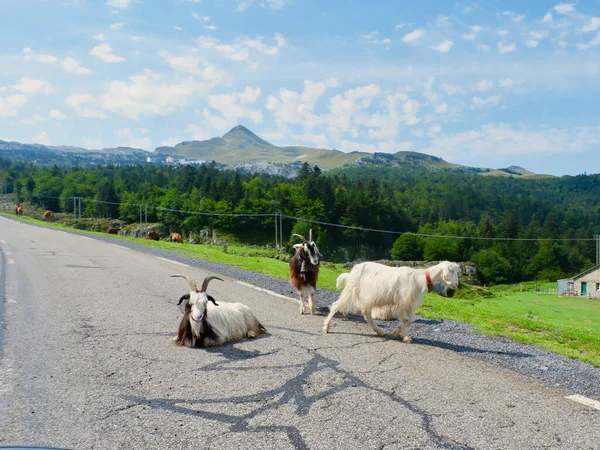 Domesticated Goats Rest Roadway Colorful Panoramic Landscape French Pyrenees Mountain — Stock Photo, Image