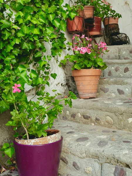 Сходи Саду Домашніми Рослинами Яскраві Зелені Внутрішньому Подвір Старого Будинку — стокове фото