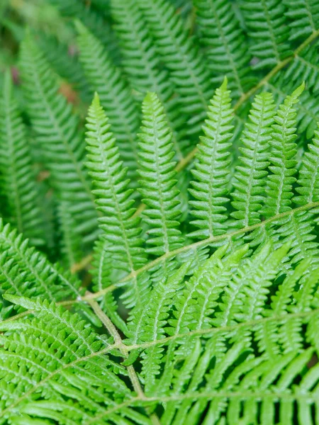 Green Fern Leaves Wild Forest Backgrounds Backdrops Selective Focus Verical — Stock Photo, Image