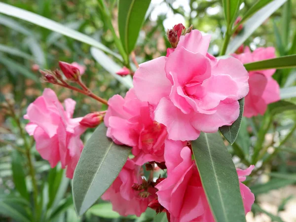Kukkivat Vaaleanpunainen Oleanteri Kukkia Tai Oleander Nerium Kasvaa Puutarhassa Madridissa — kuvapankkivalokuva
