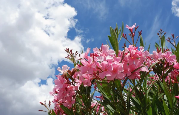 Avdeling Blomstrende Oleander Nerium Mot Levende Blå Himmel Pulserende Skydekke – stockfoto