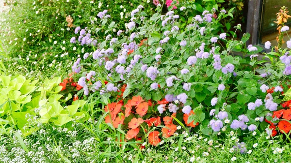 Blommande Som Xer Offentlig Park Utomhus Sommaren Begreppet Trädgårdsodling Horisontell — Stockfoto