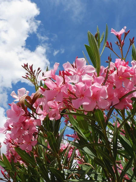 Oksa Kukkivat Oleander Nerium Vaaleanpunainen Väri Vastaan Eloisa Sininen Taivas — kuvapankkivalokuva