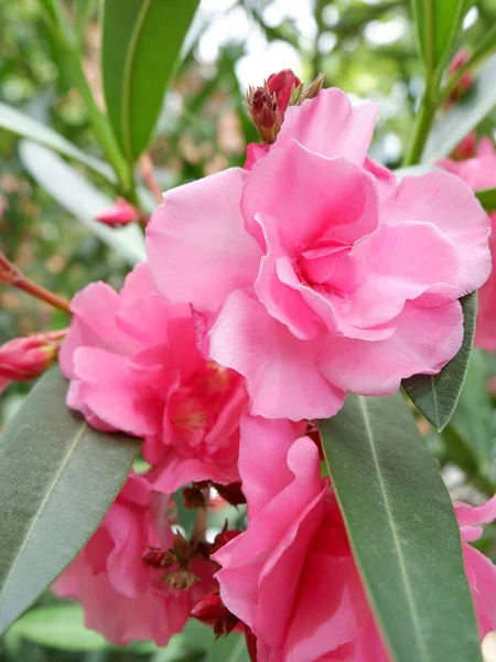 Blommande Rosa Oleander Blommor Eller Oleander Nerium Xer Trã Dgã — Stockfoto