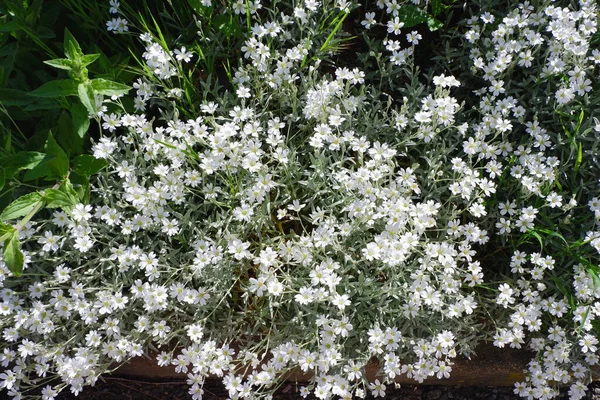外庭に小さな白いコスモスの花を咲かせる花壇 昼も太陽も — ストック写真