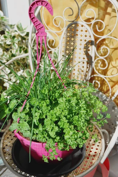 Different Mixed Herbs Pot Standing Balcony Backlit Sun Eatable Houseplants — Stock Photo, Image
